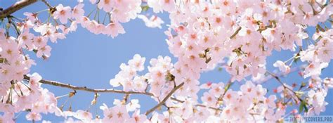 Cherry Blossom Tree Facebook Cover Photo