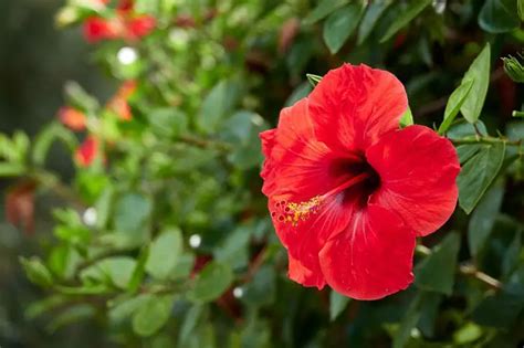 Are Hibiscus Acid Loving Plants Full Explanation