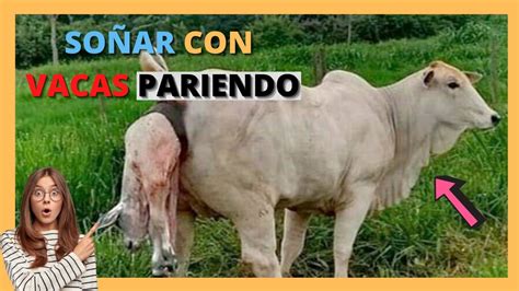 🐮😍 Que Significa SoÑar Con Vacas Pariendo 🐮🤩 Youtube