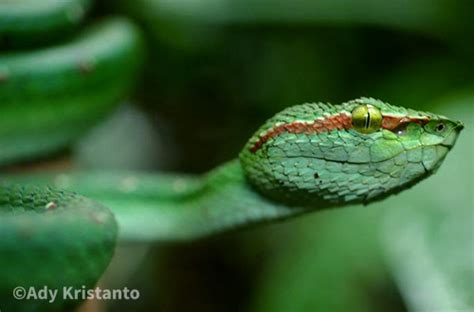 Ular Viper Pohon Hijau Greenersco