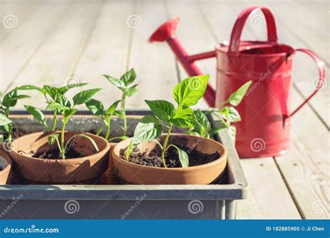 Growing Small Paprika Plant in Pots in Garden Stock Image - Image of ...