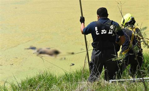 Hallan cuerpo flotando en aguas verdes de lago en Cuautitlán Izcalli