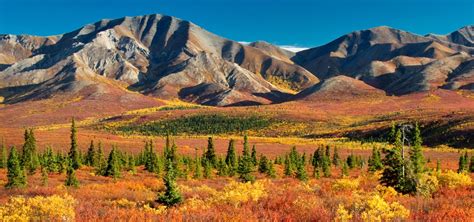 Denali National Park Travel Guide & Travel Tips | Outdooractive