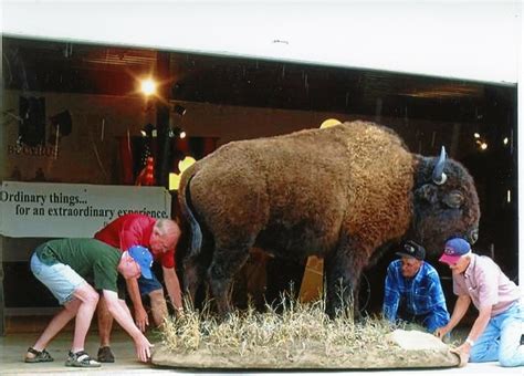 guided  buffalo grande