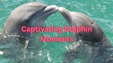 Captiyating Dolphin Moments Youtube