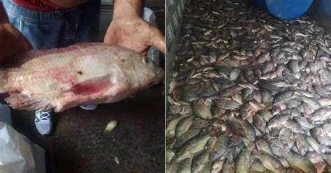 Toneladas De Pescado Se Echan A Perder En Bejucal