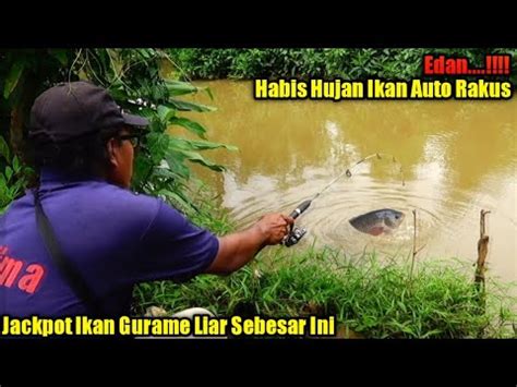 Rejeki Strike Ikan Gurame Liar Saat Mancing Sehabis Hujan Deras