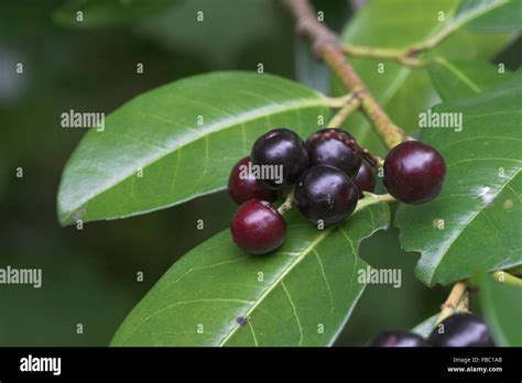 Cherry Laurel Fruit Kirschlorbeer Lorbeerkirsche Kirsch Lorbeer