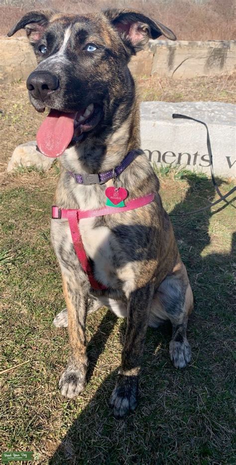 Brindle Belgian Malinois - Stud Dog in Massachusetts, the United States ...