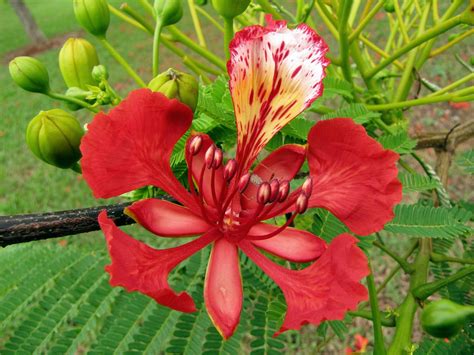 Flamboyant Delonix Regia Delonix Regia Fabaceae Cesalpin Flickr