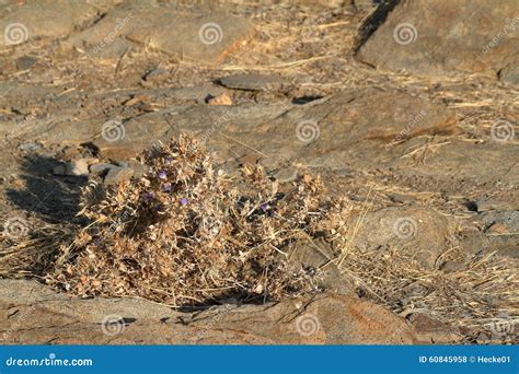 Flowers In The Namib Desert Of Namibia Stock Photo - Image: 60845958