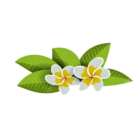 Plumeria Frangipani Flower Vector Cambodia Plumeria 51 Off