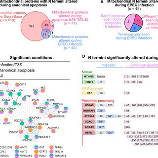 Infection With EHEC Prevents TNFa Induced Nuclear Translocation Of P65