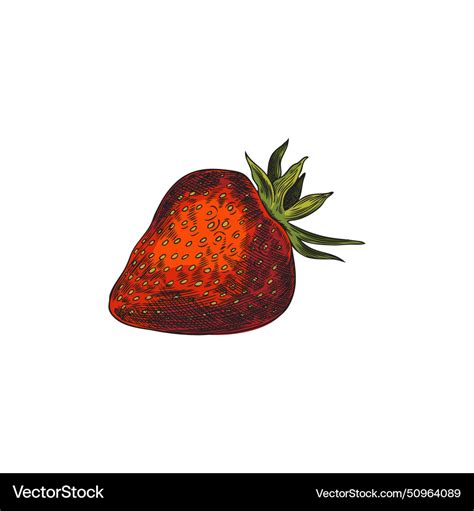 Detailed strawberry Royalty Free Vector Image - VectorStock