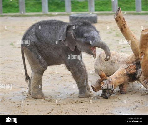 Asian elephant calf Stock Photo - Alamy