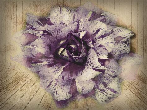 Download Hand Drawn, Purple, Rose. Royalty-Free Stock Illustration ...