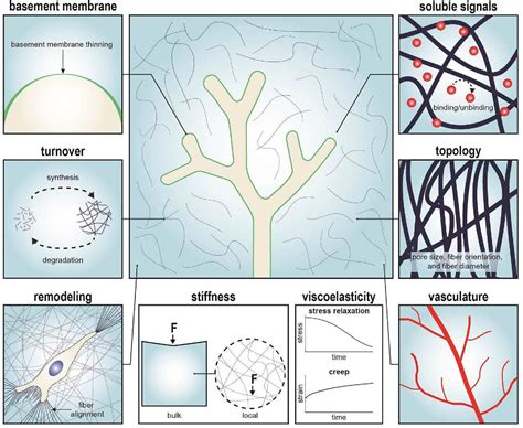 Figure 1 From Engineered Extracellular Matrices Emerging Strategies