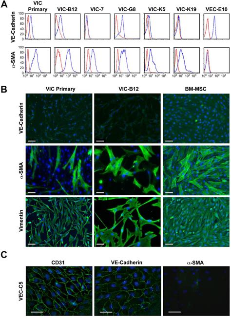 Phenotype Of Mitral Valve Interstitial Cells Vic A Flow Cytometry Of