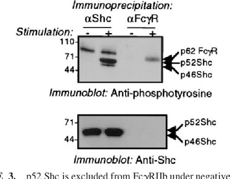 Figure From Protein Interactions Of Src Homology Sh Domain