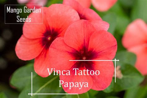 Tattoo Papaya Vinca Flower Seeds 5 Seed Pot Friendly Tanam Pasu