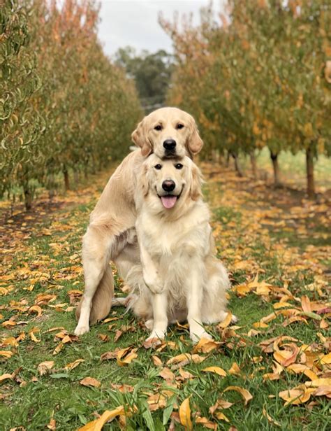 Train your dog to hug like hugging golden retrievers Kylo and Vader