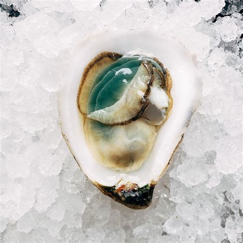 Oyster Myths And Facts May 2023 — In A Half Shell