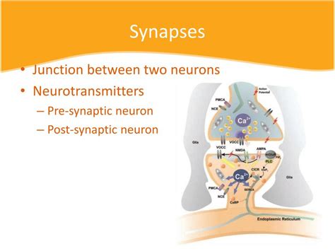 Ppt Neurons And Synapses Powerpoint Presentation Free Download Id 2010277