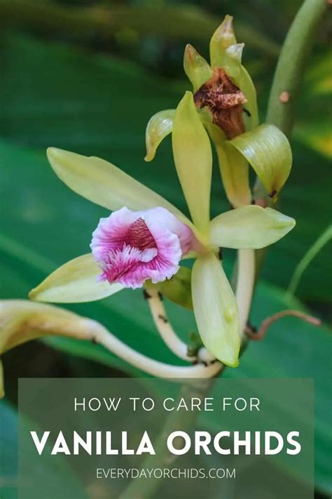 All About Vanilla Orchid Care And Propagation Everyday Orchids