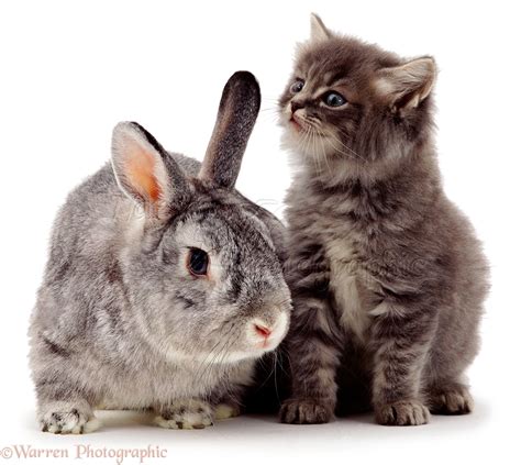 Pets: Kitten and rabbit photo WP02708