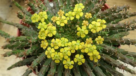 My Euphorbia Flanaganii Succulent Plant The Medusa S Head In Flower