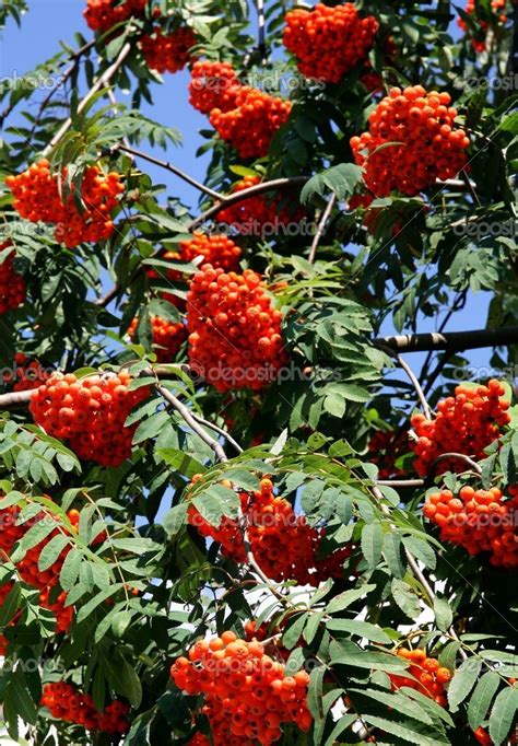 Rowan Tree With Clusters Of Ripered Berries — Stock Photo © Manka