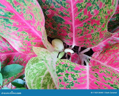 Top View Of Leaves Chinese Evergreen Or Aglaonema Modestum As A