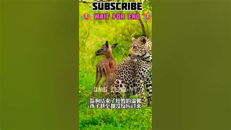 Why Did The Cheetah Climb The Tree😱😱shorts Deer Cheetah Youtube