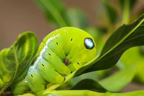 Premium Photo | Close up green worm or Daphnis neri worm in nature and ...