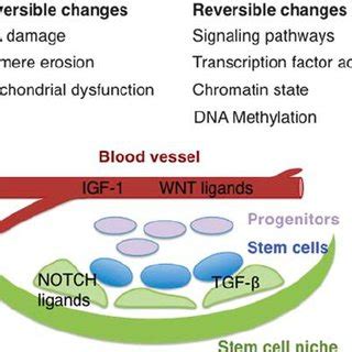 A Potential Model For Epigenetic Regulation Of The Ink4a Arf Locus In