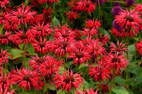 Monarda Gardenview Scarlet Urban Jungle Plant Nursery