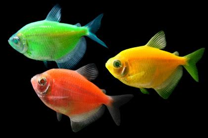 GloFish are available in all colors at Milwaukee Aquatics. - Milwaukee ...