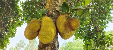 Jackfruit tree with green leaves close photography 23208024 Stock Photo at Vecteezy