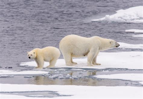 New Evidence That Polar Bears Survived Years Of Ice Free Summers