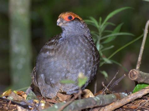 Birds of The World: New World Quail (Odontophoridae)