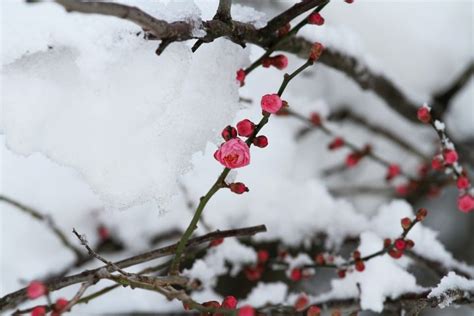 「2月といえば？」日本の風物詩・言葉・行事など連想される季節のものを集めました Folk Gree ニュース