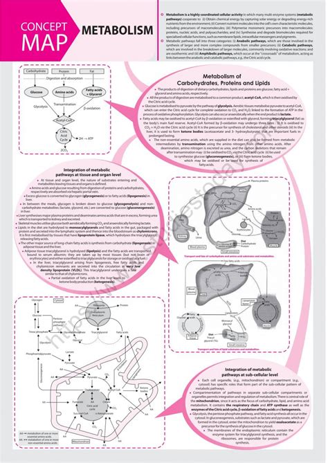 Neet Biology Metabolism Concept Map