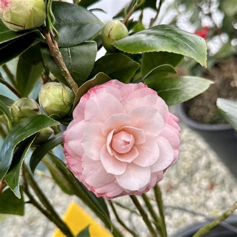 Camellia Japonica Grace Albritton Piedmont Carolina Nursery