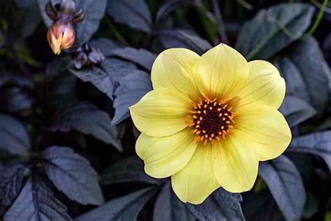 Dahlia Flower Type Un Guide Des Groupes Et De La Classification