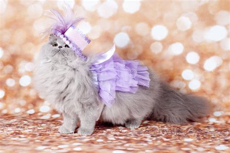 Princess Cat Cats In The Background Colored Stock Photo Image Of Blue