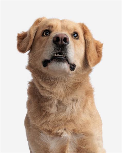 Curioso Perro Recuperador De Oro Mirando Hacia Arriba Y Sentado Sobre