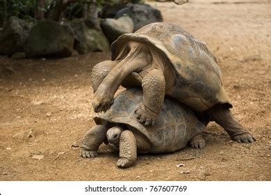 1,231 Tortoise Mating Images, Stock Photos, 3D objects, & Vectors | Shutterstock