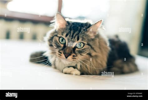 Grey Cat Lying On Bed Stock Photo Alamy