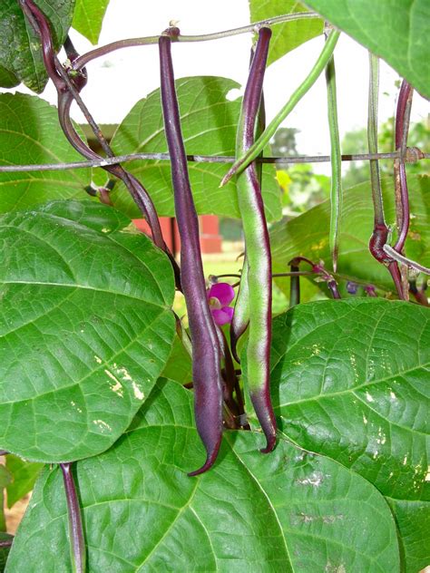 Producing Fall Green Beans