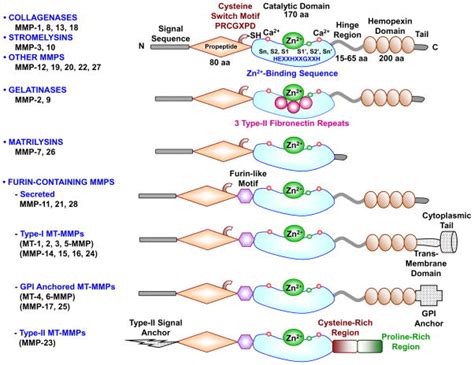 Biochemical And Biological Attributes Of Matrix Metalloproteinases